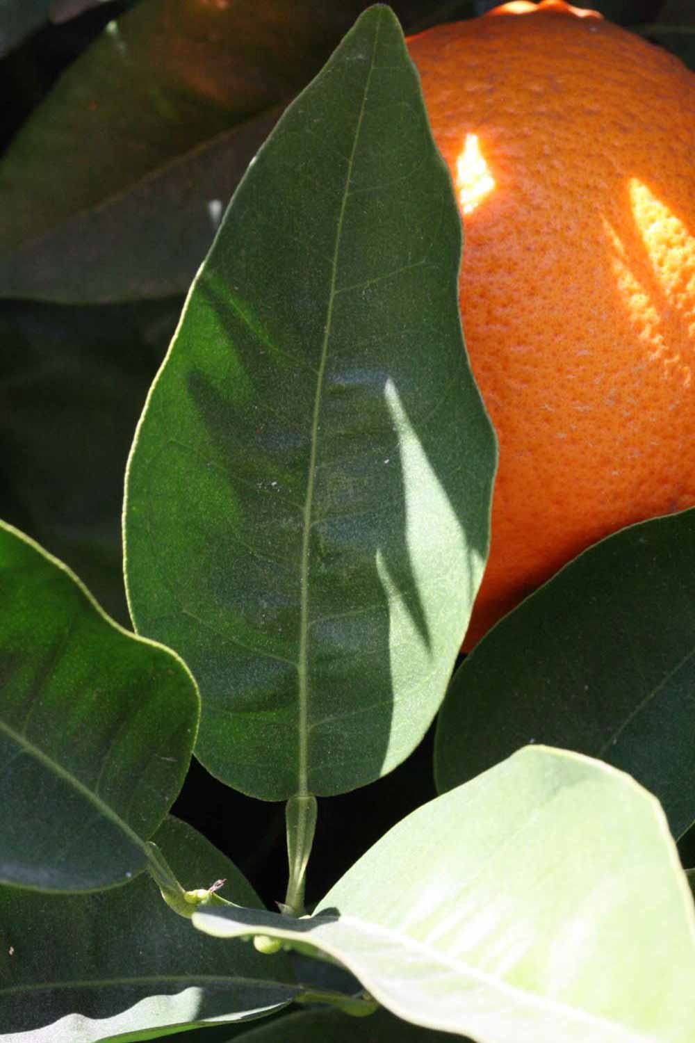              Unifoliolate leaf (Riverside, CA)       